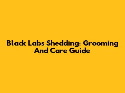 Black Labs Shedding: Grooming And Care Guide