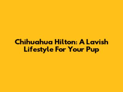 Chihuahua Hilton: A Lavish Lifestyle For Your Pup