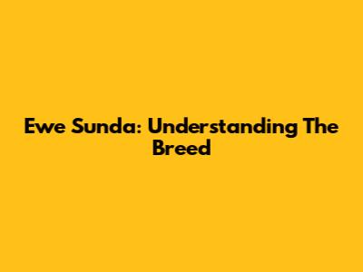 Ewe Sunda: Understanding The Breed