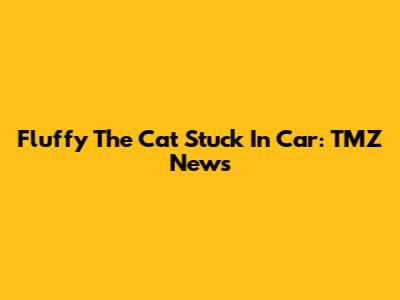 Fluffy The Cat Stuck In Car: TMZ News