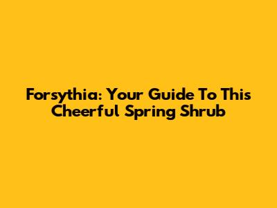 Forsythia: Your Guide To This Cheerful Spring Shrub