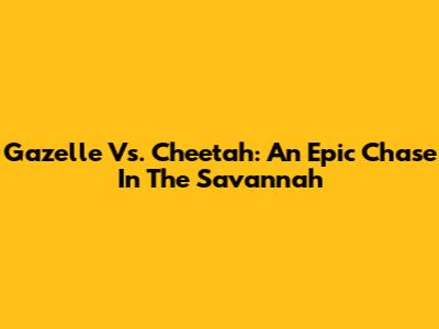 Gazelle Vs. Cheetah: An Epic Chase In The Savannah