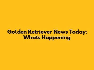 Golden Retriever News Today: What's Happening