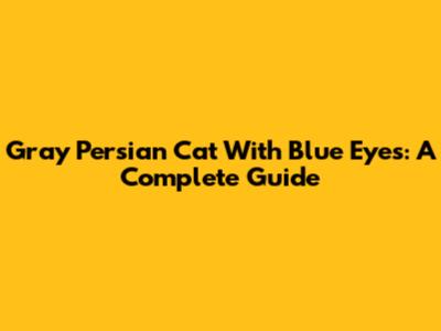 Gray Persian Cat With Blue Eyes: A Complete Guide