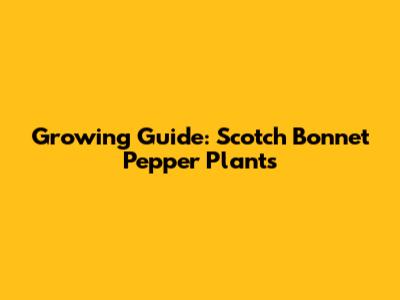 Growing Guide: Scotch Bonnet Pepper Plants
