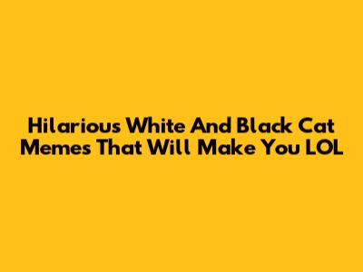 Hilarious White And Black Cat Memes That Will Make You LOL