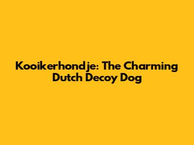 Kooikerhondje: The Charming Dutch Decoy Dog