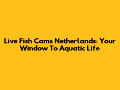 Live Fish Cams Netherlands: Your Window To Aquatic Life