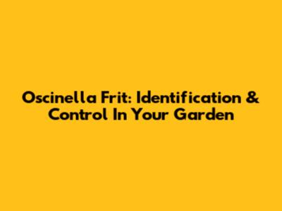 Oscinella Frit: Identification & Control In Your Garden