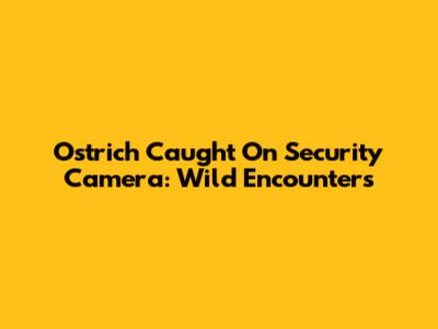 Ostrich Caught On Security Camera: Wild Encounters