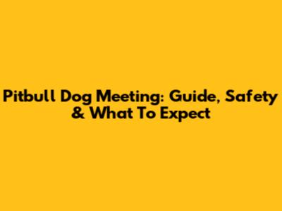 Pitbull Dog Meeting: Guide, Safety & What To Expect