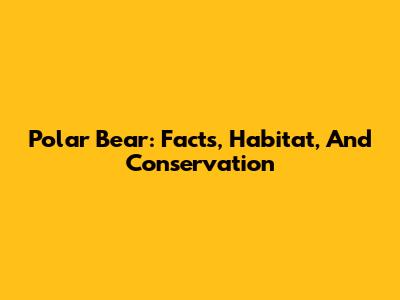 Polar Bear: Facts, Habitat, And Conservation