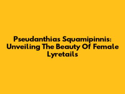 Pseudanthias Squamipinnis: Unveiling The Beauty Of Female Lyretails