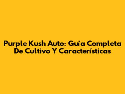 Purple Kush Auto: Guía Completa De Cultivo Y Características