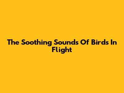 The Soothing Sounds Of Birds In Flight